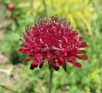 Macedonian scabious
