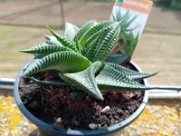 Fairy Washboard in the pot