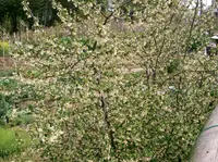 cherry silverberry