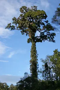 New Zealand red pine