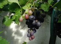grape vine