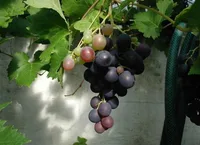 grape vine
