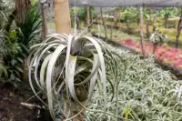 Tillandsia xerographica