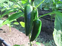 Jalapeno Pepper