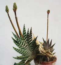 Partridge-breast Aloe