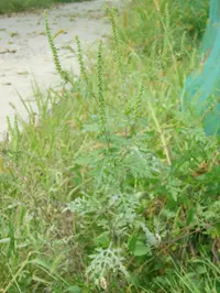 common ragweed (Ambrosia artemisiifolia) plant