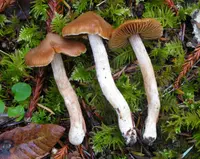 blunt webcap (Cortinarius obtusus) plant