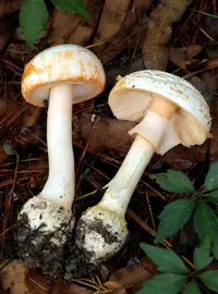 Rose-Tinted Amanita