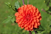 Garden Dahlia