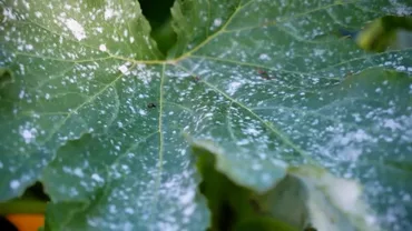 Powdery Mildew