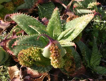 Aloe Mite