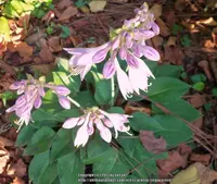 Hosta