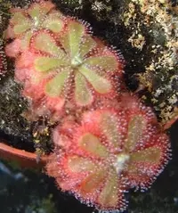Australian sundew (Drosera aliciae) plant