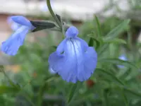 azure blue sage (Salvia azurea) plant