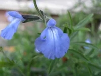 azure blue sage (Salvia azurea) plant