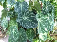 Anthurium magnificum