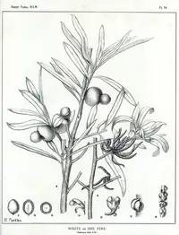 Plum Pine