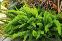 Asparagus densiflorus leaf