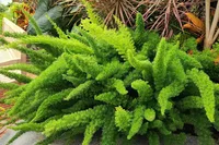 Asparagus densiflorus leaf