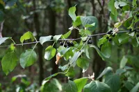 common buckthorn