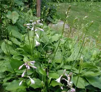 Siebold's Plantain Lily