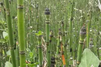 Equisetum hyemale stems