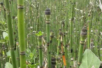 Equisetum hyemale stems