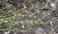 Anthyllis terniflora (Anthyllis terniflora) plant
