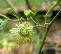 corkystem passionflower (Passiflora suberosa) plant