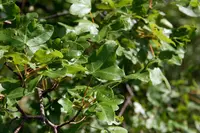 Montpellier Maple