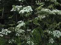 spotted water hemlock
