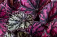 King Begonia (Begonia rex) plant