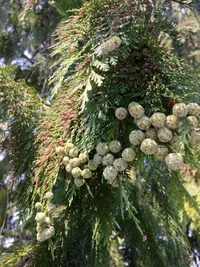 Port Orford cedar