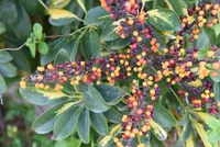 Dwarf Umbrella Tree (Heptapleurum arboricola 'Gold Capella') plant