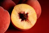 peach (Prunus persica) plant