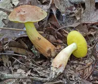 sour gold-pored bolete