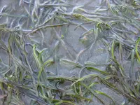 Zostera novazelandica (Zostera novazelandica) plant