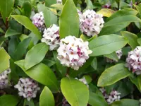 Winter daphne (Daphne odora) plant