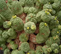 False Milkballs (Euphorbia pseudoglobosa) plant