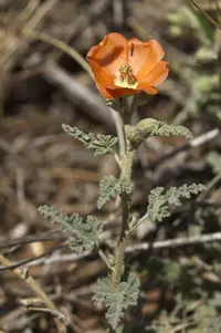 spear globemallow (Sphaeralcea hastulata) plant