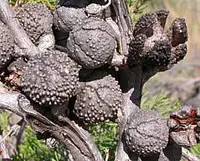 Scrub Cypress-pine