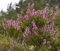 Scottish Heather (Calluna vulgaris) plant