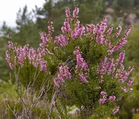 Scottish Heather (Calluna vulgaris) plant