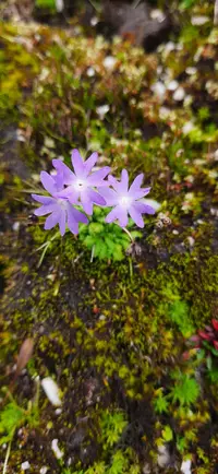 Primula primulina