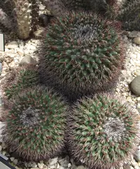 Cactus (Mammillaria bocensis) plant