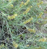 burrobush