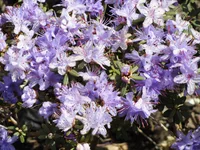dwarf purple rhododendron (Rhododendron impeditum) plant