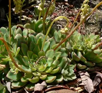 Echeveria pulidonis (Echeveria pulidonis) plant