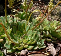 Echeveria pulidonis (Echeveria pulidonis) plant