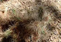 Blue Diamond cholla
